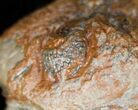 Bumpy, Enrolled Barrandeops (Phacops) Trilobite #11272-3